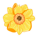 Narcissus flower icon. Creative illustration. Colorful sketch. Idea for decors, logo, patterns, papers, covers, gifts, summer and spring holidays, floral natural themes. Isolated vector art.