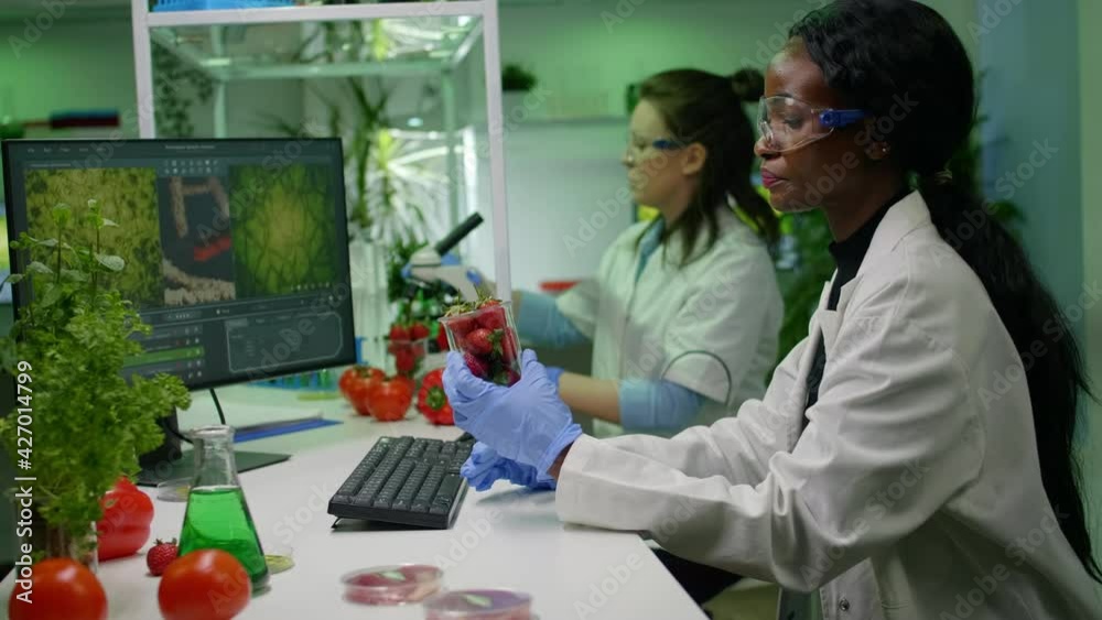 Pharmaceutical scientist looking at strawberry injecting with pesticides while typing biology expertise on computer. Medical team working in pharmaceutical laboratory examining gmo Pharmaceutical scientist looking at strawberry injecting with pesticides while typing biology expertise on computer. Medical team working in pharmaceutical laboratory examining gmo