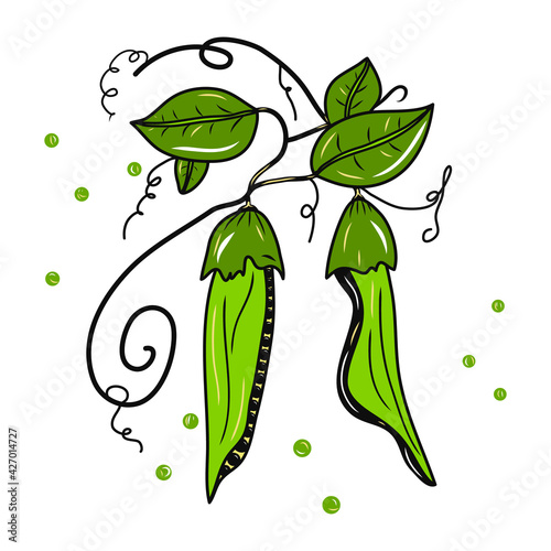 Green pea plant illustration. Colorful sketch. Idea for decors, logo, patterns, papers, covers, gifts, summer and autumn holidays, floral natural themes. Isolated vector art.