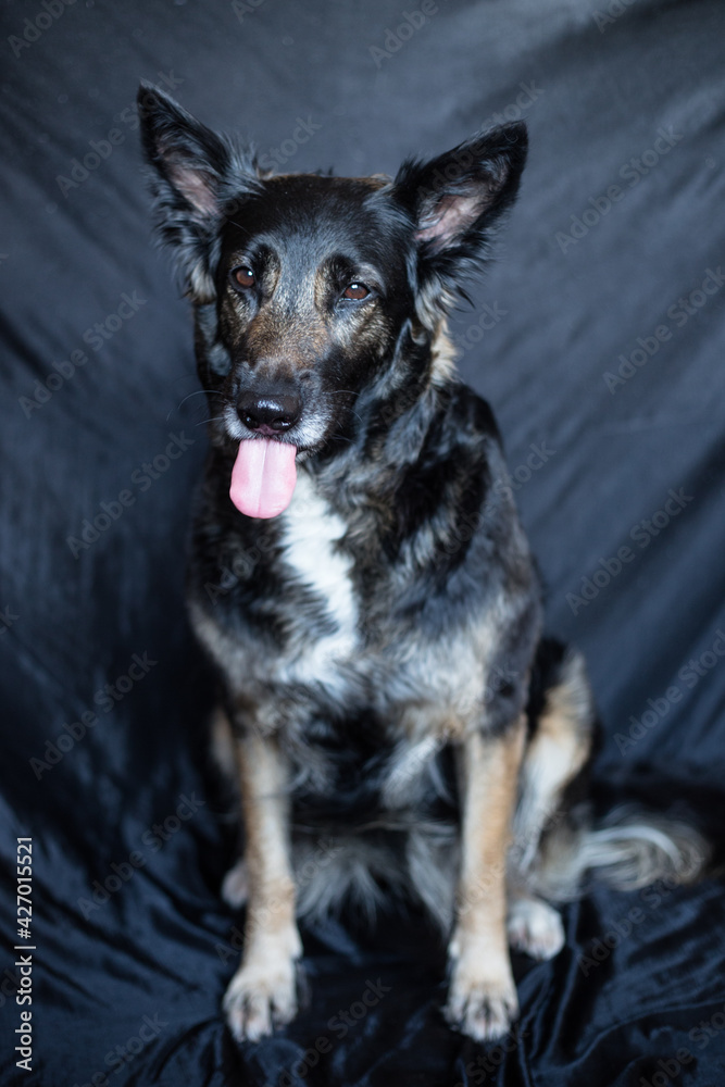 Black big shepherd dog shows his tongue, funny pet photoshoot