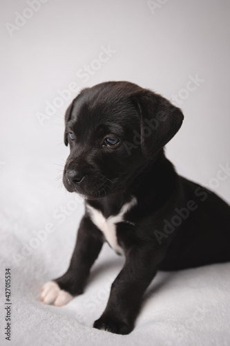 Six week old black and white puppy