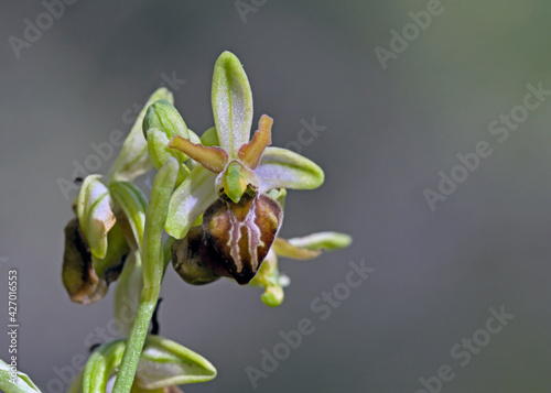 Ophrys sphegodes ssp cretensis, Crete
