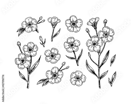 Set of hand drawn flax flowers and branches. Vector illustration in sketch style for linen seeds and oil packaging