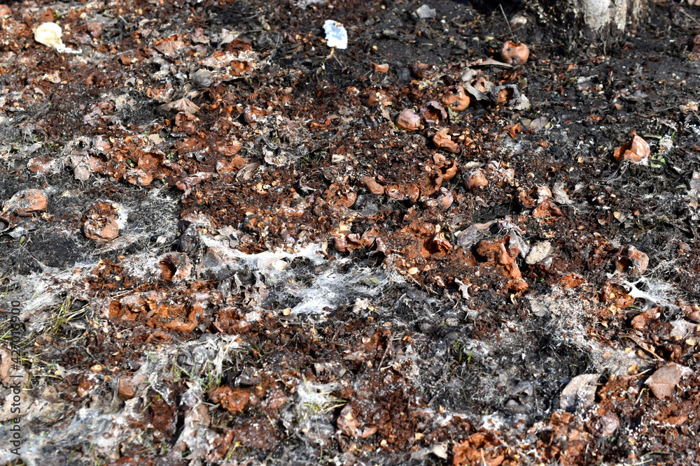 The surface of the spring earth with the remains of rotten fruit trees and mold The surface of the spring earth with the remains of rotten fruit trees and mold