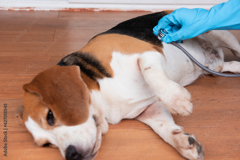 Obraz premium veterinary clinic Pet Doctor with petâ€™s Beagle dog health checked