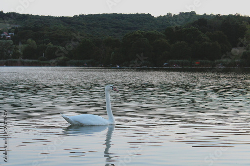 Single swan swimming away on a lake  © MeteBasar