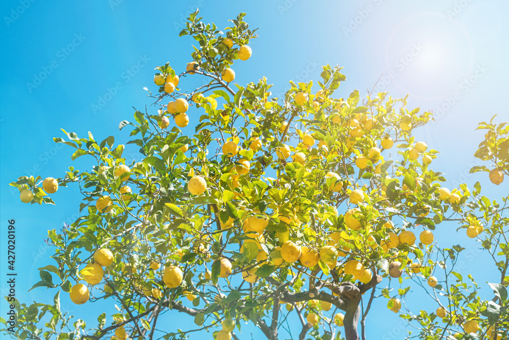 lemon tree with sun rays and blue sky lemon tree with sun rays and blue sky