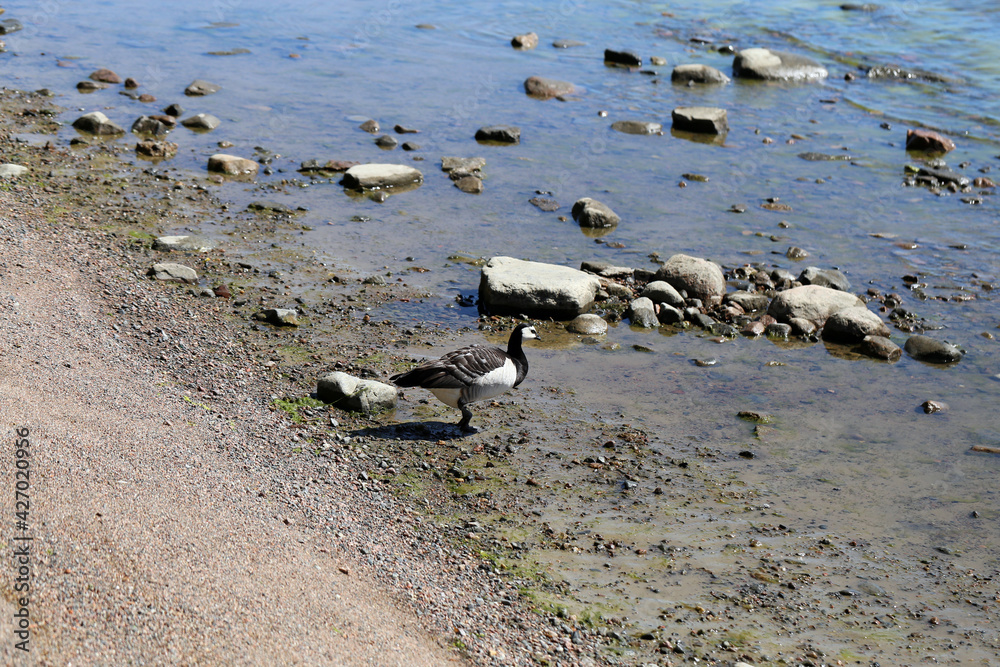 Fototapeta premium Multiple Canada goose photographed in Baltic Sea in a beach in Helsinki, Finland. June 2019. Sunny summer day. Canada goose is a duck species that had migrated for North America. Color image.