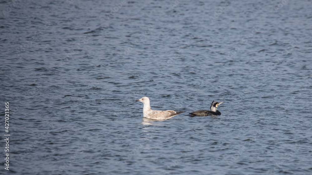 Fototapeta premium Water birds