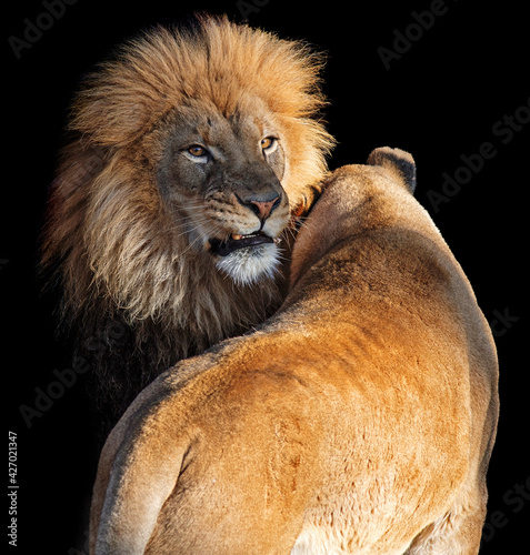 Portrait of an African lion and lioness couple showing affection  isolated on a black background