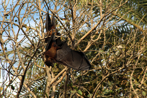 bat on a tree