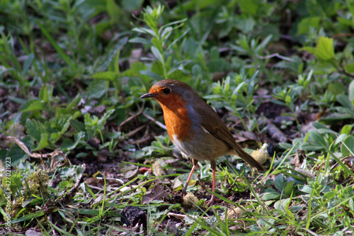 European robin (Erithacus rubecula) foraging on the ground for food on a spring afternoon in April