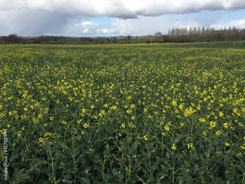 Landscape of beautiful field of rape seed in full bloom with bright yellow flowers stretching to the horizon in Spring with blue sky cloud in Wymondham Norfolk East Anglia on walk exercising lockdown photo