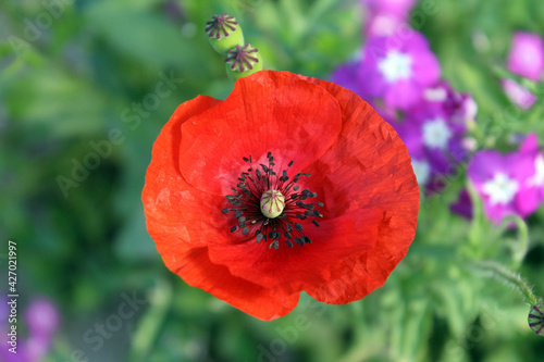 red poppy flower