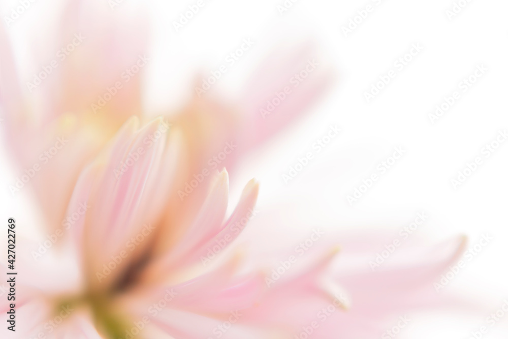 Chrysanthemum close-up. Pink flower art