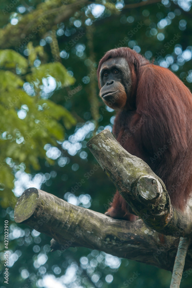 Fototapeta premium Face to face with female orangutan (orang-utan) in their natural environment in the rainforest on Borneo (Kalimantan) island with dense trees 