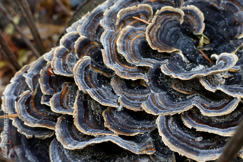 カワラタケ photo