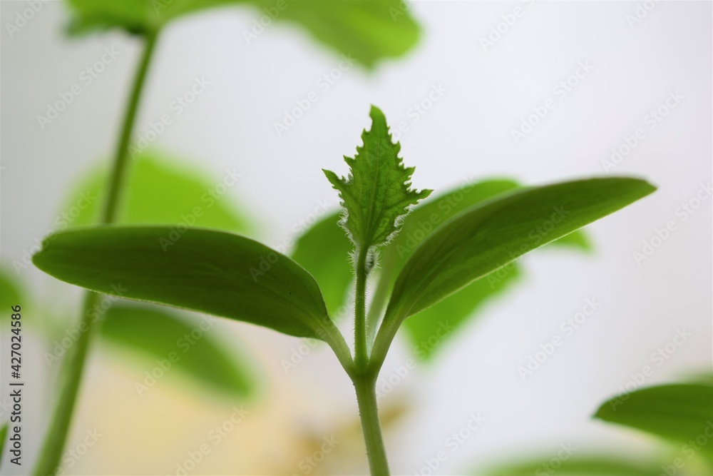 Fototapeta premium A young cucumber plant as a close up