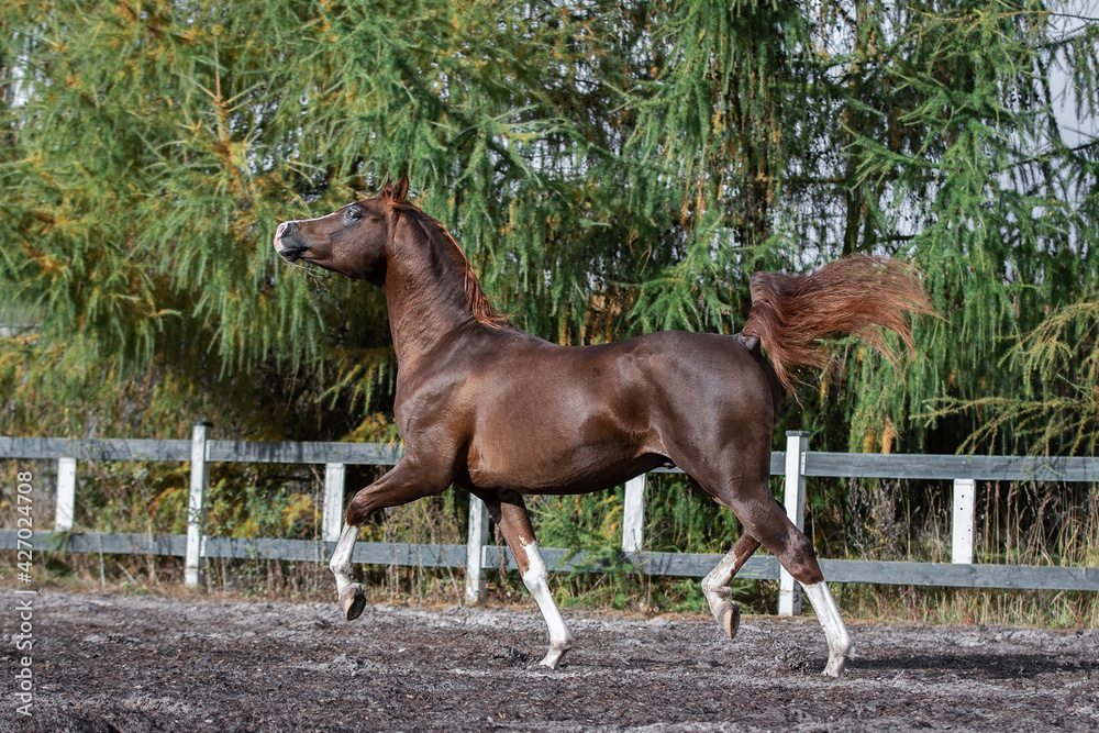 Beautiful chestnut horse running in paddock on the sand background Beautiful chestnut horse running in paddock on the sand background
