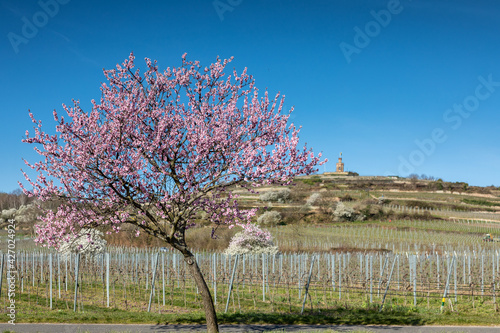 Almond tree blosson at the german wine route photo