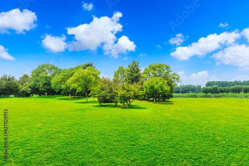 Green grass and trees in spring season.