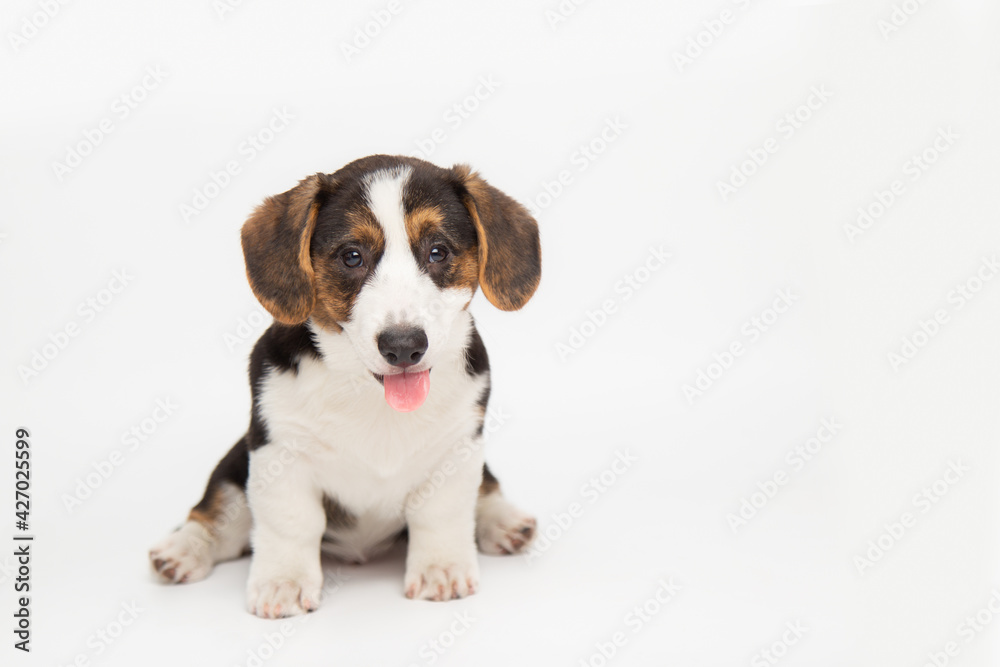 portrait of a charming cute cardigan welsh corgi puppy sitting on a white background joyful looking at the camera with his tongue hanging out. funny animals concept