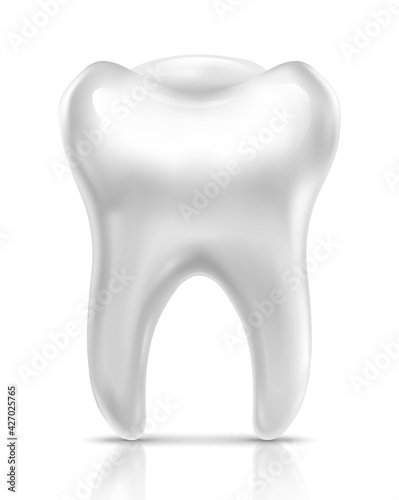 3d realistic vector human tooth, isolated on white background.