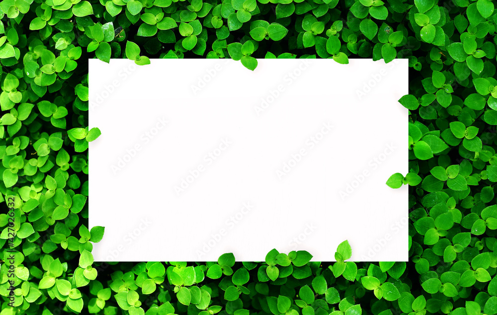 white paper on green leaf background with center free space for montage text or product white paper on green leaf background with center free space for montage text or product