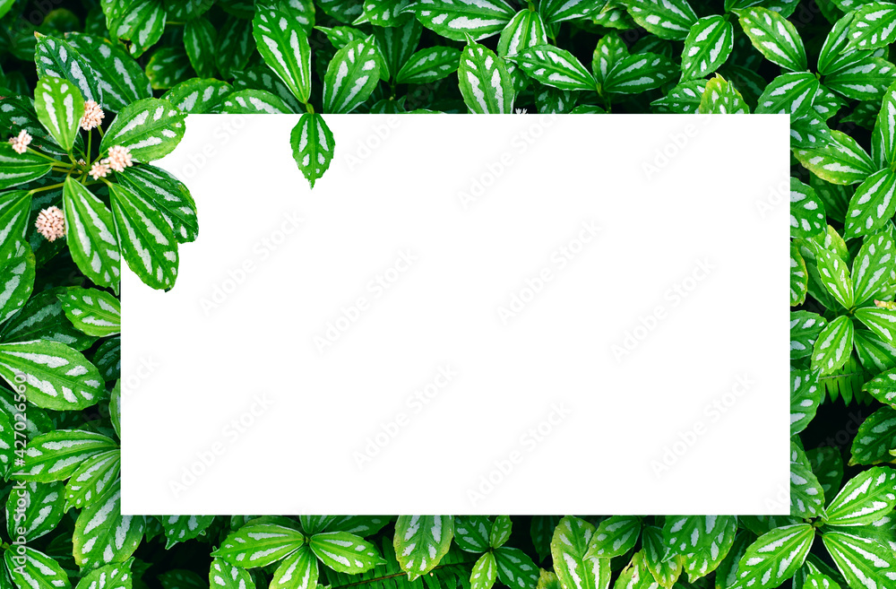 white paper on green leaf background with center free space for montage text or product white paper on green leaf background with center free space for montage text or product