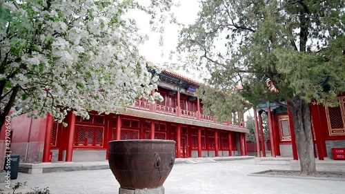 Begonia blooming in the Palace Museum in Beijing, China in spring