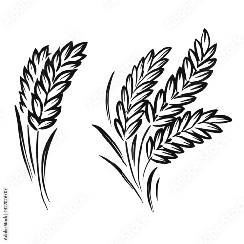 graphic wheat plant on white background