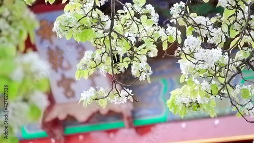 Pear blossom in the Palace Museum in Beijing, China in spring