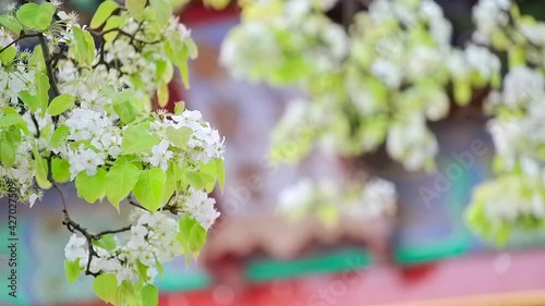 Pear blossom in the Palace Museum in Beijing, China in spring