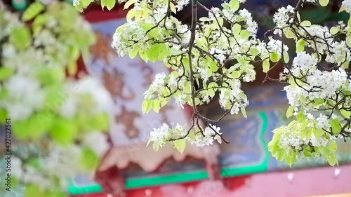 Pear blossom in the Palace Museum in Beijing, China in spring