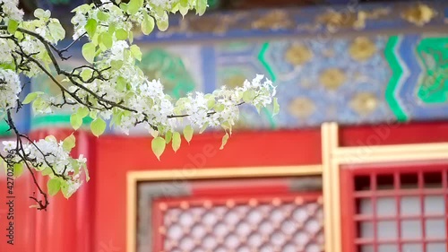 Begonia blooming in the Palace Museum in Beijing, China in spring