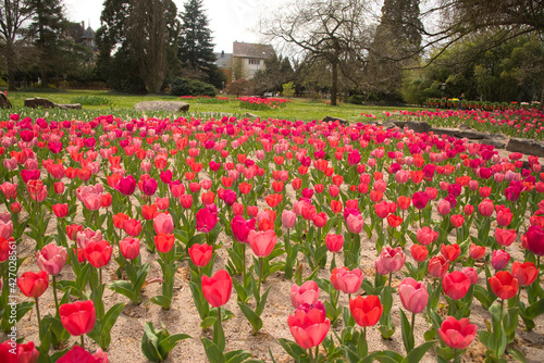 Stadtpark in Lahr zur Tuopenblüte