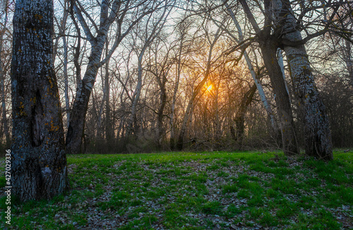 The spring forest is slowly waking up 