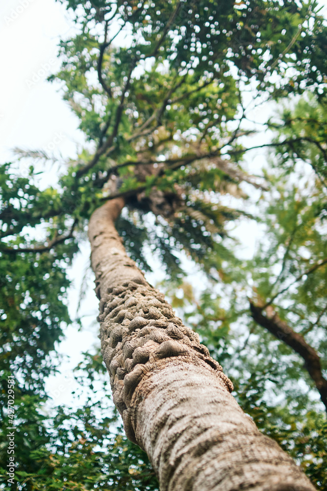 Fototapeta premium Low angle view of a date palm tree, selective focus on tree bark.
