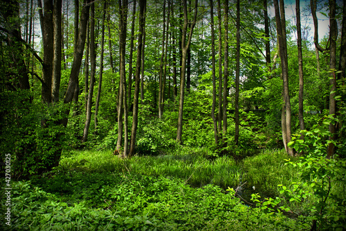 forest in spring © Алексей Громов
