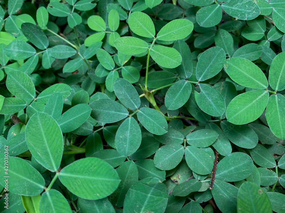 Background of wild tropical plants. Wild green plants in the middle of the forest Background of wild tropical plants. Wild green plants in the middle of the forest