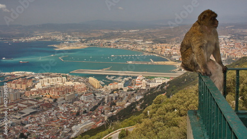 Monkey on Rock of Gibraltar in Andalusia,Spain, Europe
