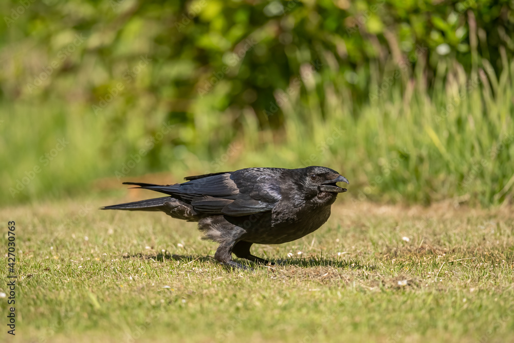 Fototapeta premium Crow standing on the grass