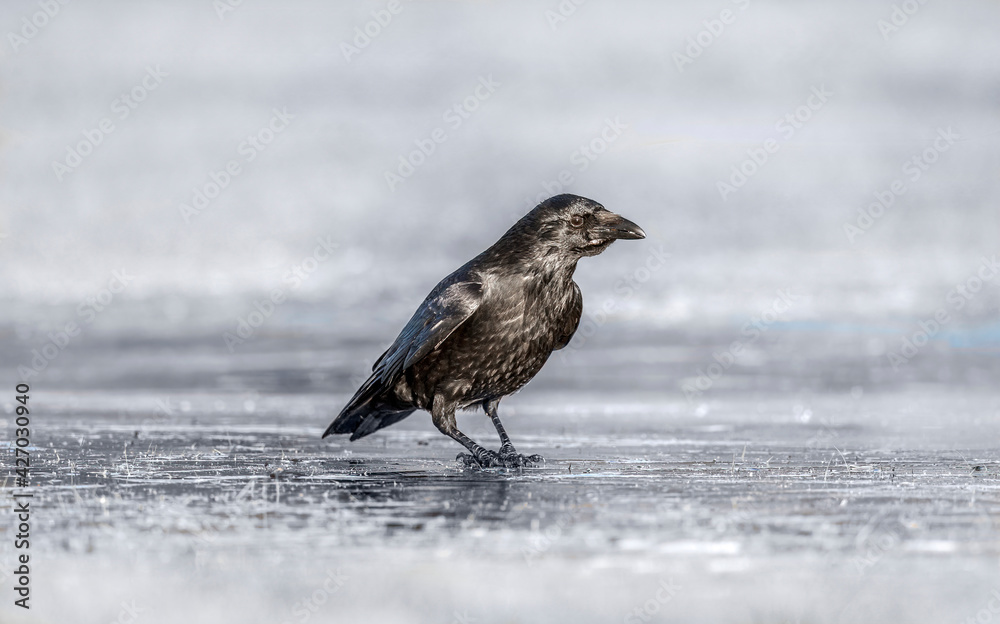 Crow on the ice, close up, in Scotland in the winter Crow on the ice, close up, in Scotland in the winter