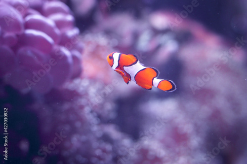 Clown fish (Amphiprion ocellaris ) swimming underwater near sea anemones on tropical coral reef in deep blue ocean sea.