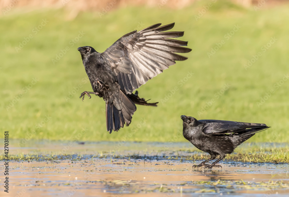 Naklejka premium Crows flying from icy ground, close up, in Scotland in the winter