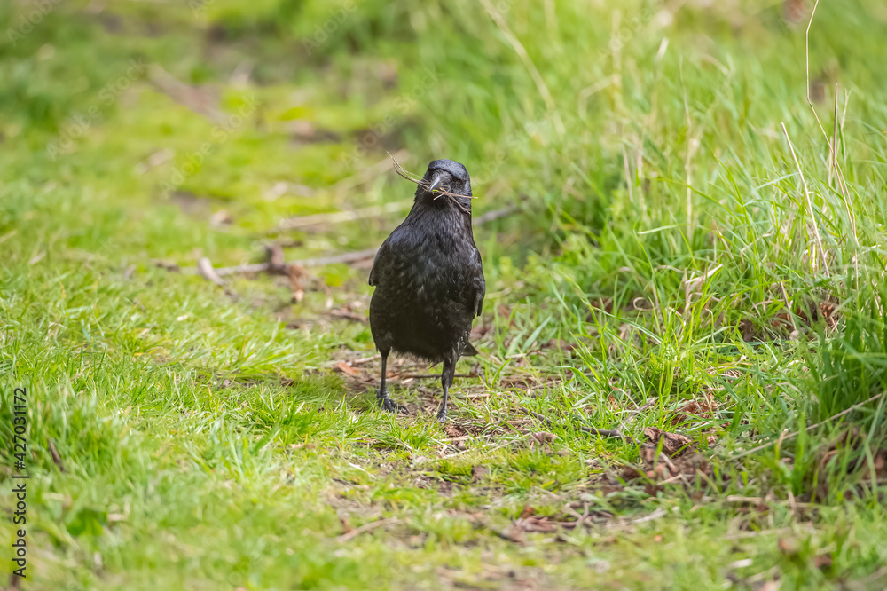 Crow, gathering material for nest building, in Scotland, in the spring Crow, gathering material for nest building, in Scotland, in the spring