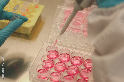 Scientist working in laboratory with cell culture well plate for medical research culturing mammalian stem cell in bio safe cabinet hood, microbiologist hand with gloves doing science experiment test.