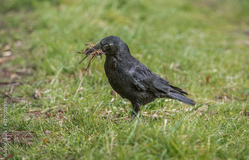 Crow, gathering material for nest building, in Scotland, in the spring Crow, gathering material for nest building, in Scotland, in the spring