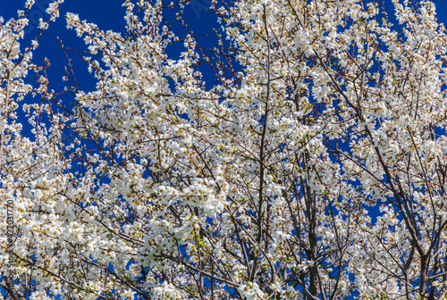 Blooming tree in spring on a background of clear sky