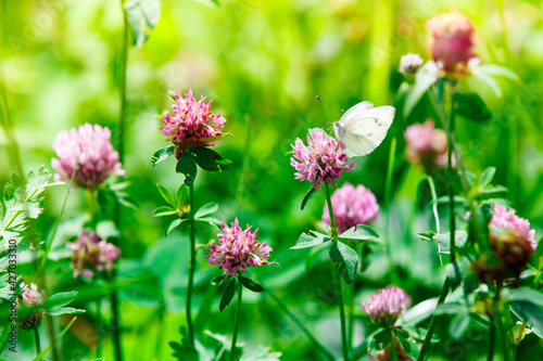White butterfly sitting on a pink clover flower, spring green blooming wild meadow field with flowering clover on the sunlight 
